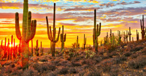 phoenix destination banner cactus